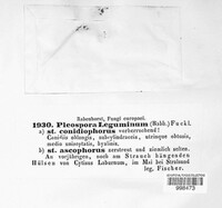 Stemphylium vesicarium image